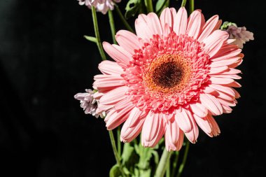 Koyu arkaplanda güzel bir buket çiçek, yakın çekim manzarası.             