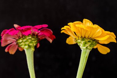 Koyu arkaplanda güzel bir buket çiçek, yakın çekim manzarası.             