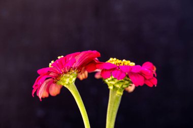 Koyu arkaplanda güzel bir buket çiçek, yakın çekim manzarası.             