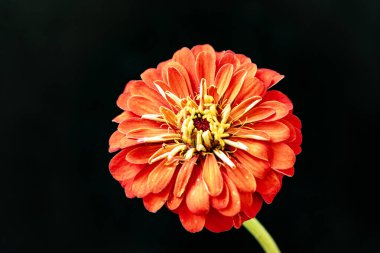 Güzel çiçeğin yakın plan görüntüsü, doğa konsepti geri tepmesi 