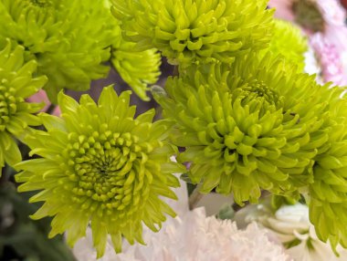 Kasımpatı çiçekleri kapatın, doğa duvar kağıtları         