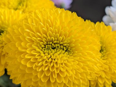 Koyu arkaplanda güzel bir buket çiçek, yakın çekim manzarası.             