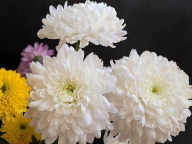 Güzel bir buket kasımpatı çiçeği. Çiçek konsepti.           