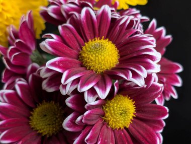 Mor yaprakları ve sarı merkezleri olan canlı çiçekler.