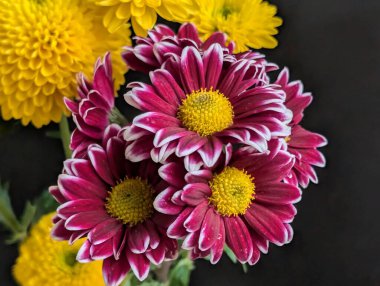 Koyu arkaplanda güzel çiçeklerin manzarasını kapat, doğal duvar kağıdı        