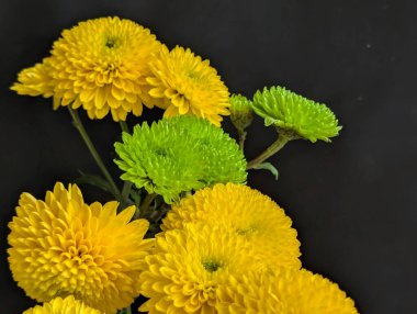 Koyu arkaplanda güzel çiçeklerin manzarasını kapat, doğal duvar kağıdı        