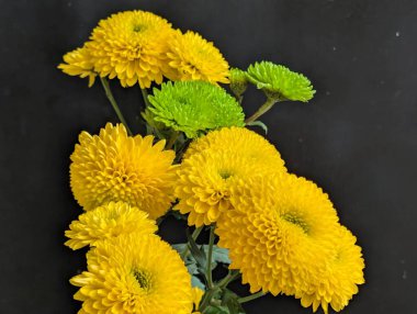 Güzel kasımpatı çiçekleri kapatın, doğa duvar kağıtları         