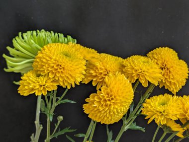 Güzel kasımpatı çiçekleri kapatın, doğa duvar kağıtları         