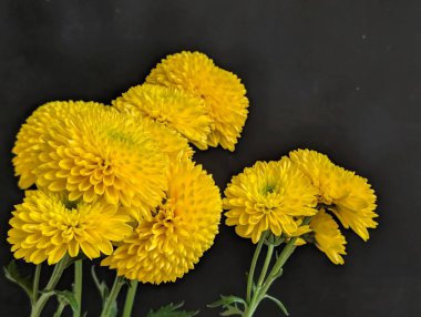 Güzel kasımpatı çiçekleri kapatın, doğa duvar kağıtları         