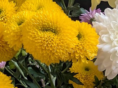 Güzel kasımpatı çiçekleri kapatın, doğa duvar kağıtları         