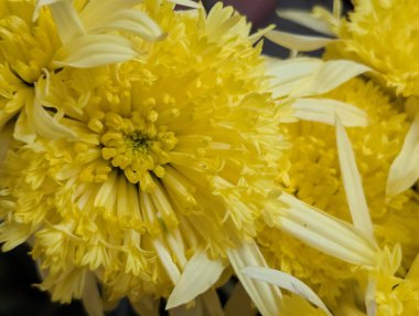 Güzel kasımpatı çiçekleri kapatın, doğa duvar kağıtları         