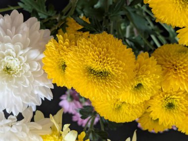 Güzel kasımpatı çiçekleri kapatın, doğa duvar kağıtları         