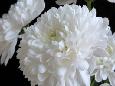 Koyu arkaplanda güzel çiçeklerin manzarasını kapat, doğal duvar kağıdı        