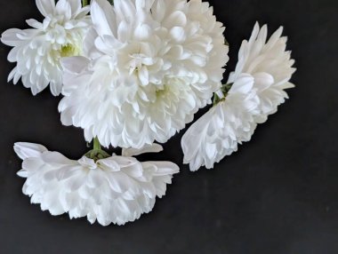 Koyu arkaplanda güzel çiçeklerin manzarasını kapat, doğal duvar kağıdı        