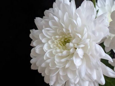 Koyu arkaplandaki güzel çiçeğin yakın görüntüsü, doğal duvar kağıdı.        