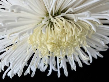 Güzel kasımpatı çiçeği. Yaklaş, doğa duvar kağıdı.         