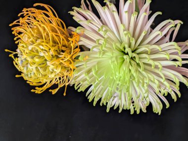 Koyu arkaplanda güzel çiçeklerin manzarasını kapat, doğal duvar kağıdı        