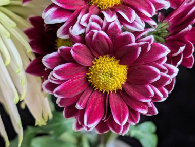 Güzel kasımpatı çiçekleri kapatın, doğa duvar kağıtları         