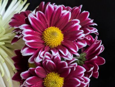 Güzel, narin çiçeklerin, doğal duvar kağıtlarının manzarasını kapat.         