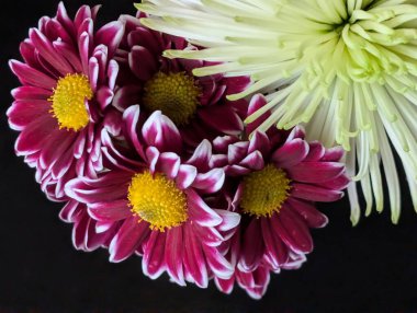 Güzel kasımpatı çiçekleri kapatın, doğa duvar kağıtları         