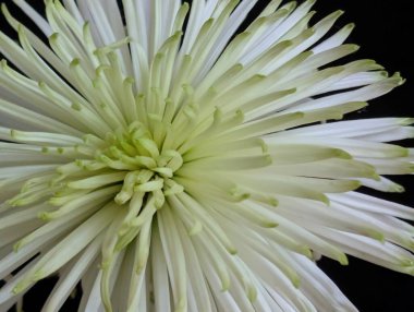 Koyu arkaplandaki güzel çiçeğin yakın görüntüsü, doğal duvar kağıdı.        