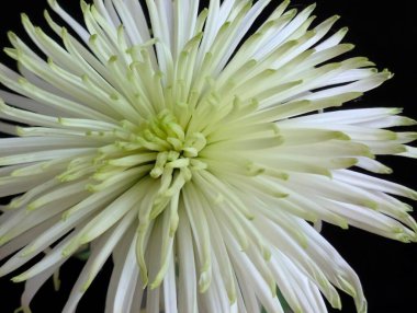 Koyu arka plandaki güzel çiçeğin yakın görüntüsü, çiçek kavramı           