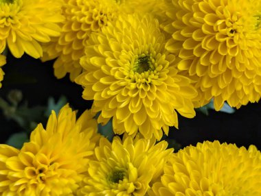 Güzel kasımpatı çiçekleri kapatın, doğa duvar kağıtları         