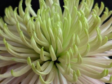 Güzel kasımpatı çiçeği. Yaklaş, doğa duvar kağıdı.         