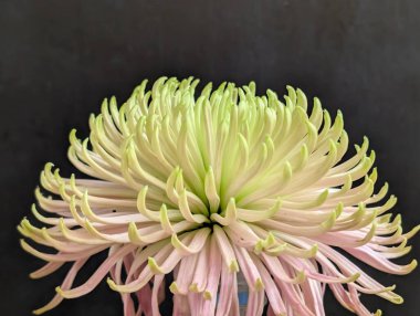 Koyu arka plandaki güzel çiçeğin yakın görüntüsü, çiçek kavramı           