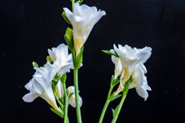 Koyu arkaplanda güzel çiçeklerin manzarasını kapat, doğal duvar kağıdı        