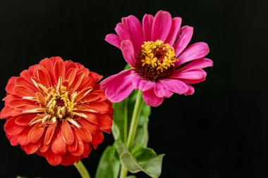 Koyu arka plandaki güzel çiçeklerin yakın görüntüsü, çiçek kavramı           