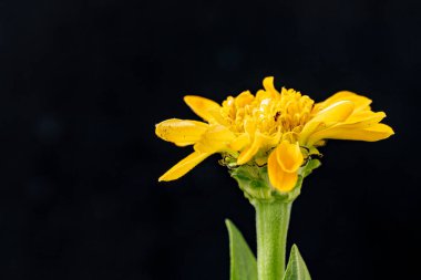 Koyu arka plandaki güzel çiçeğin yakın görüntüsü, çiçek kavramı           
