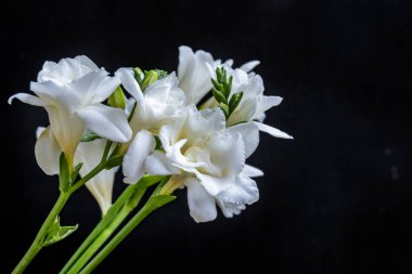 Koyu arkaplanda güzel çiçeklerin manzarasını kapat, doğal duvar kağıdı        