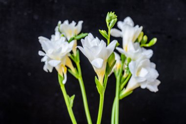 Koyu arkaplanda güzel çiçeklerin manzarasını kapat, doğal duvar kağıdı        