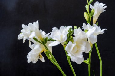 Koyu arkaplanda güzel çiçeklerin manzarasını kapat, doğal duvar kağıdı        