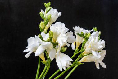 Koyu arkaplanda güzel çiçeklerin manzarasını kapat, doğal duvar kağıdı        