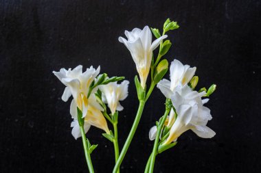 Koyu arkaplanda güzel çiçeklerin manzarasını kapat, doğal duvar kağıdı        