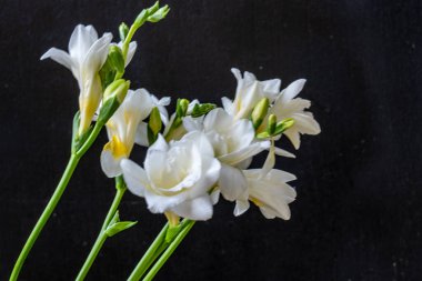 Koyu arkaplanda güzel çiçeklerin manzarasını kapat, doğal duvar kağıdı        