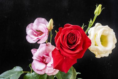 Koyu arka plandaki güzel çiçeklerin yakın görüntüsü, çiçek kavramı           