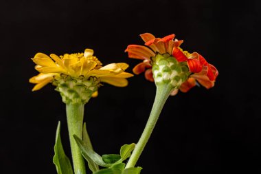 Koyu arkaplanda güzel çiçeklerin manzarasını kapat, doğal duvar kağıdı        