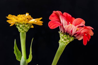 Koyu arkaplanda güzel çiçeklerin manzarasını kapat, doğal duvar kağıdı        