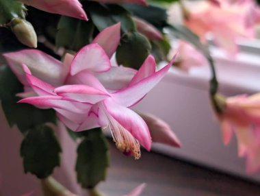 Güzel, narin çiçeklerin, doğal duvar kağıtlarının manzarasını kapat.       