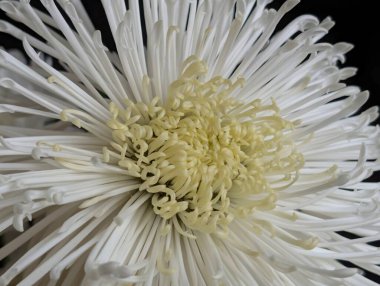 Koyu arkaplandaki güzel çiçeğin yakın görüntüsü, doğal duvar kağıdı.        