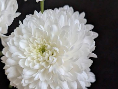 Koyu arkaplandaki güzel çiçeğin yakın görüntüsü, doğal duvar kağıdı.        