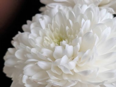 Güzel kasımpatı çiçeği. Yaklaş, doğa duvar kağıdı.         