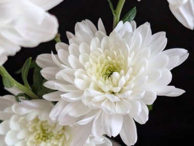 Koyu arkaplanda güzel çiçeklerin manzarasını kapat, doğal duvar kağıdı        