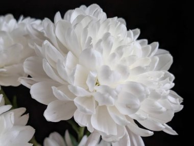 Koyu arkaplanda güzel çiçeklerin manzarasını kapat, doğal duvar kağıdı        