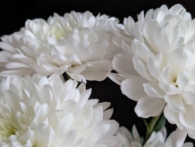 Koyu arkaplanda güzel çiçeklerin manzarasını kapat, doğal duvar kağıdı        