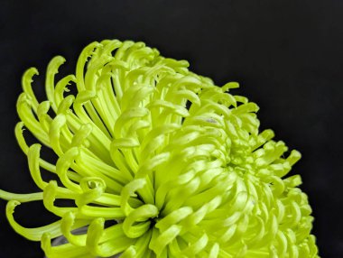 Koyu arkaplandaki güzel çiçeğin yakın görüntüsü, doğal duvar kağıdı.        