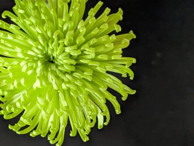 Koyu arkaplandaki güzel çiçeğin yakın görüntüsü, doğal duvar kağıdı.        